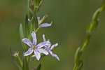 Wing-angle loosestrife